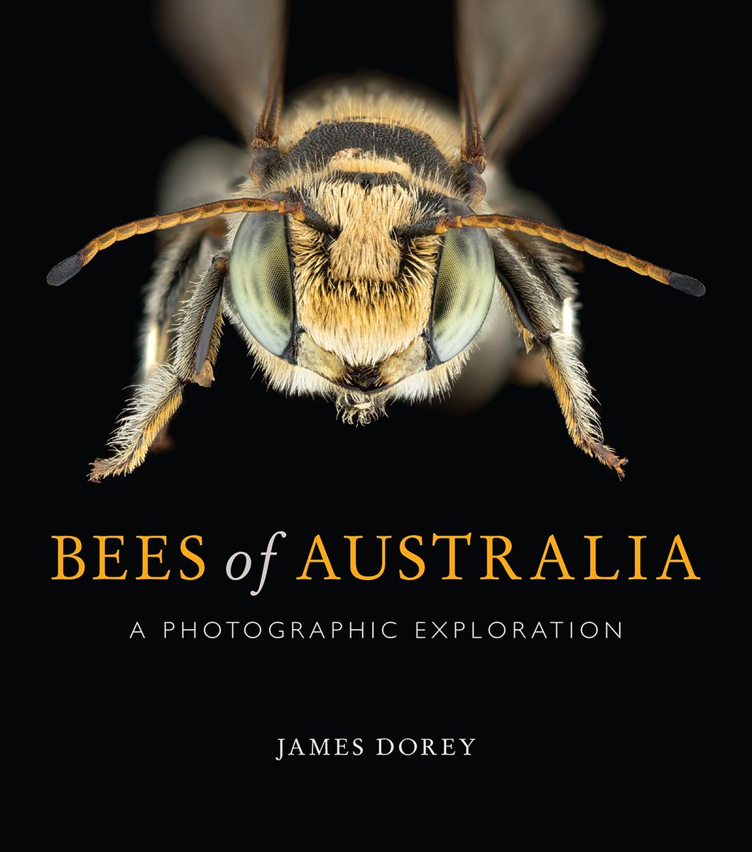EcologyToby's tweet photo. So many Australian bee books out this year! Latest announcement: James Dorey's 'Bees of Australia: A Photographic Exploration' set for release in October! @CSIROPublishing What an awesome cover! #bees #ozpollinators https://t.co/zJlmncVxRX