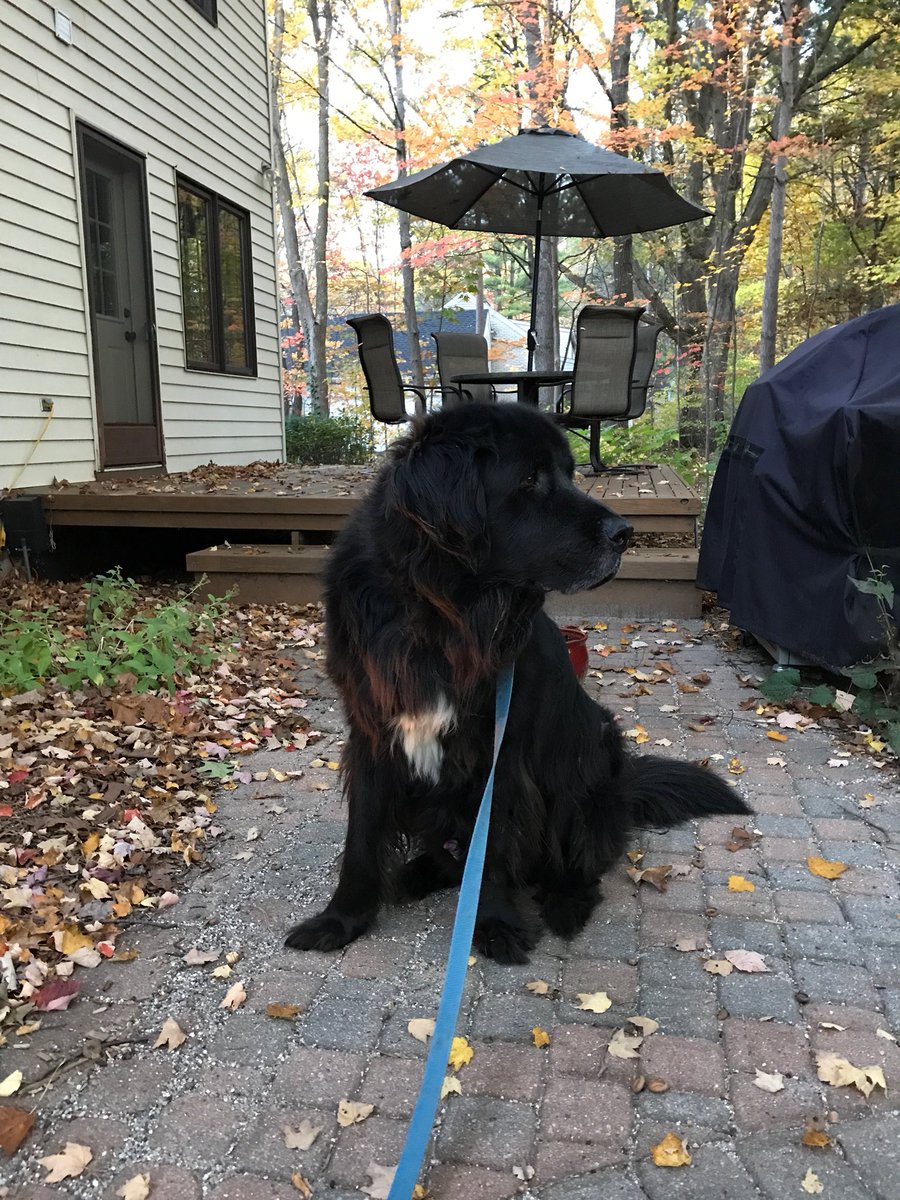 brucloth's tweet photo. @dog_rates @laurathomas61 @StephZlotnick Hello Phoebe! https://t.co/2Yu72pS2P0