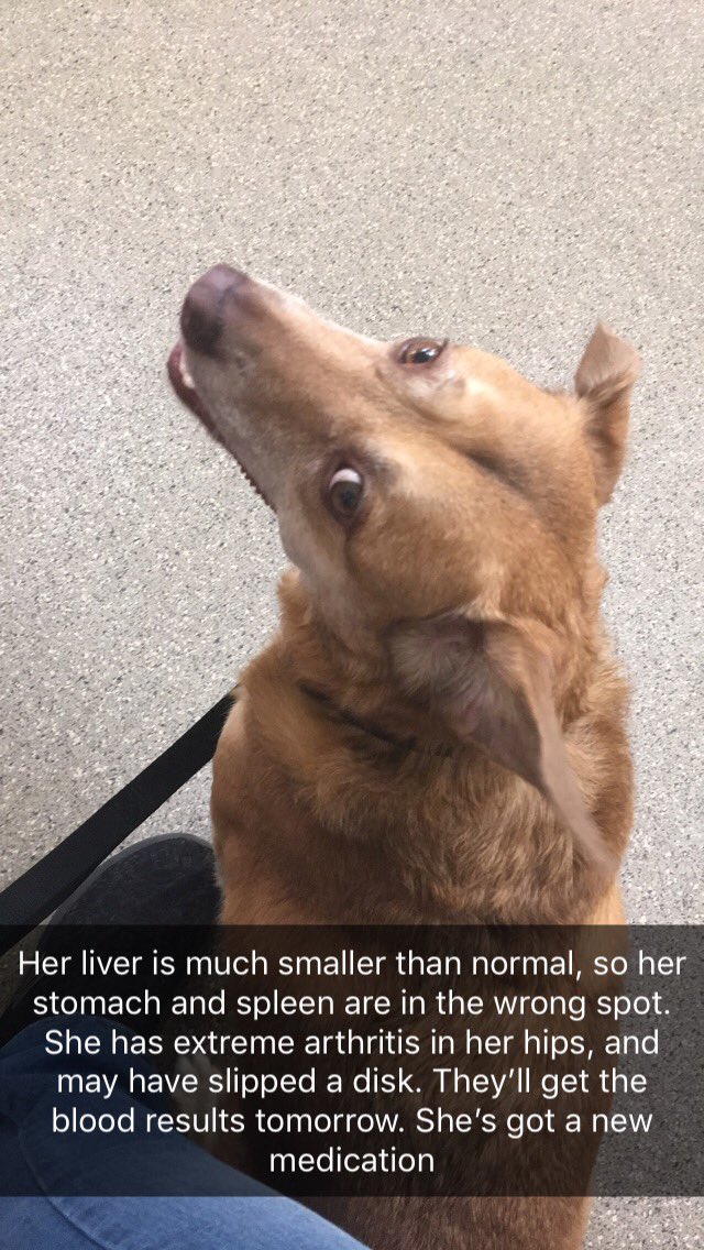 TherapyPupCoop's tweet photo. Cooper was taken to the vet today; got X-rays and blood work. We get the blood results tomorrow, but the pic explains what’s wrong with her. https://t.co/KikCYID3eV