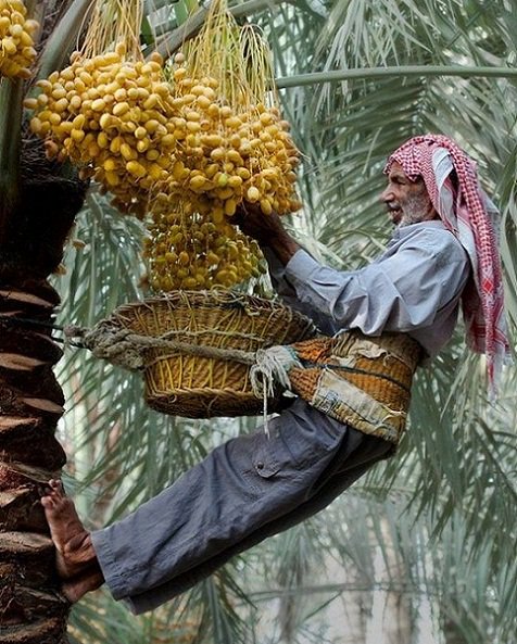 jamaliaat's tweet photo. " تساقط عليك رطباً جنيا " ..
لم يتأثر بسقوطه على الأرض رغم نضجه ولينه ..
هكذا الفرج يأتي المكروب غضاً طرياً تطغى حلاوته على مرارة الوجع " ..

صباحكم تباشير خير وأفراح يأتيكم الله بها من كل مكان ..

#جماليات
#جماليات_رمضان https://t.co/jfh5AzxQyb