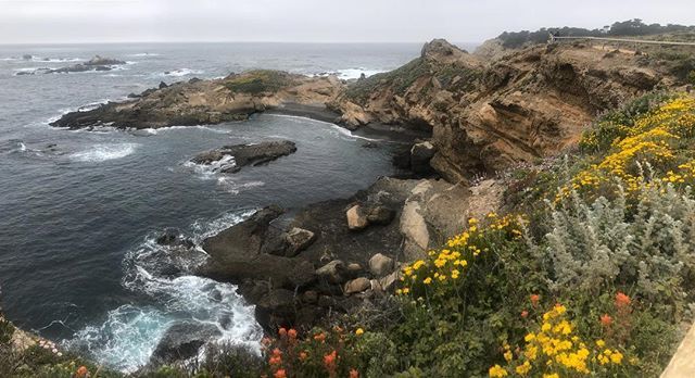 iluxoco's tweet photo. The cray wild beauty of point lobos #iluxo https://t.co/AM9ts5M16s