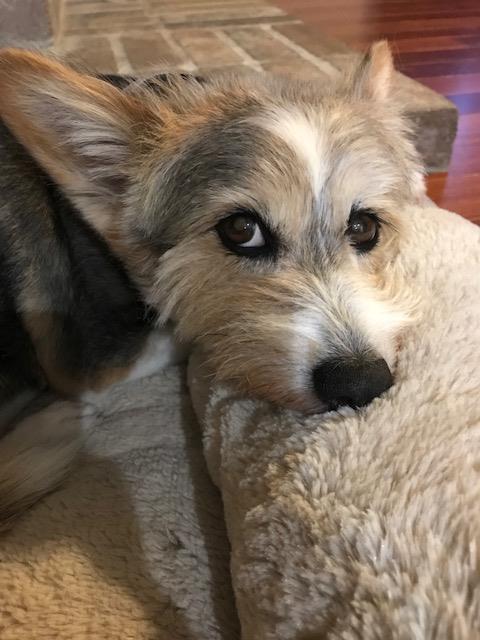 McmathRachel's tweet photo. Interact Photography Challenge
Before &amp; After of my fur baby, Giselle
#closeup #teamlcisd https://t.co/Dm16cYsfYd