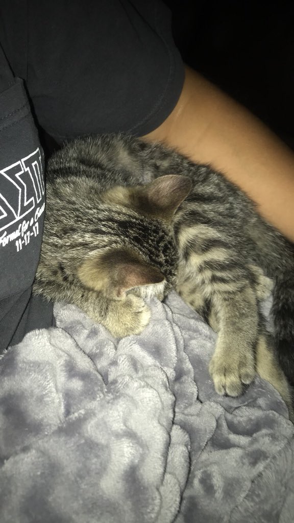 joshkohl16's tweet photo. Update now we have two cats https://t.co/v5YBSlsT9H