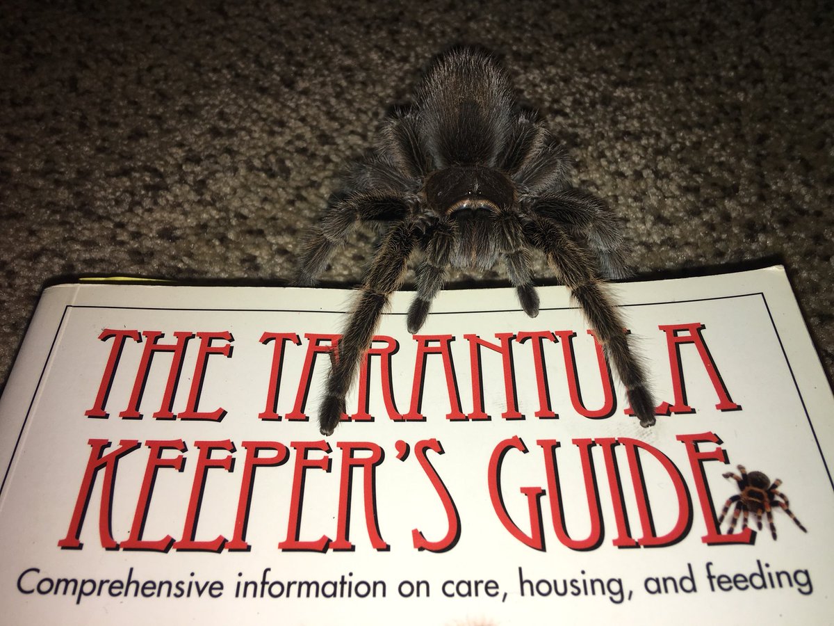 LoveTarantulas's tweet photo. Suggested reading material... #tarantulas #lovetarantulas https://t.co/UJxsMPlj2n