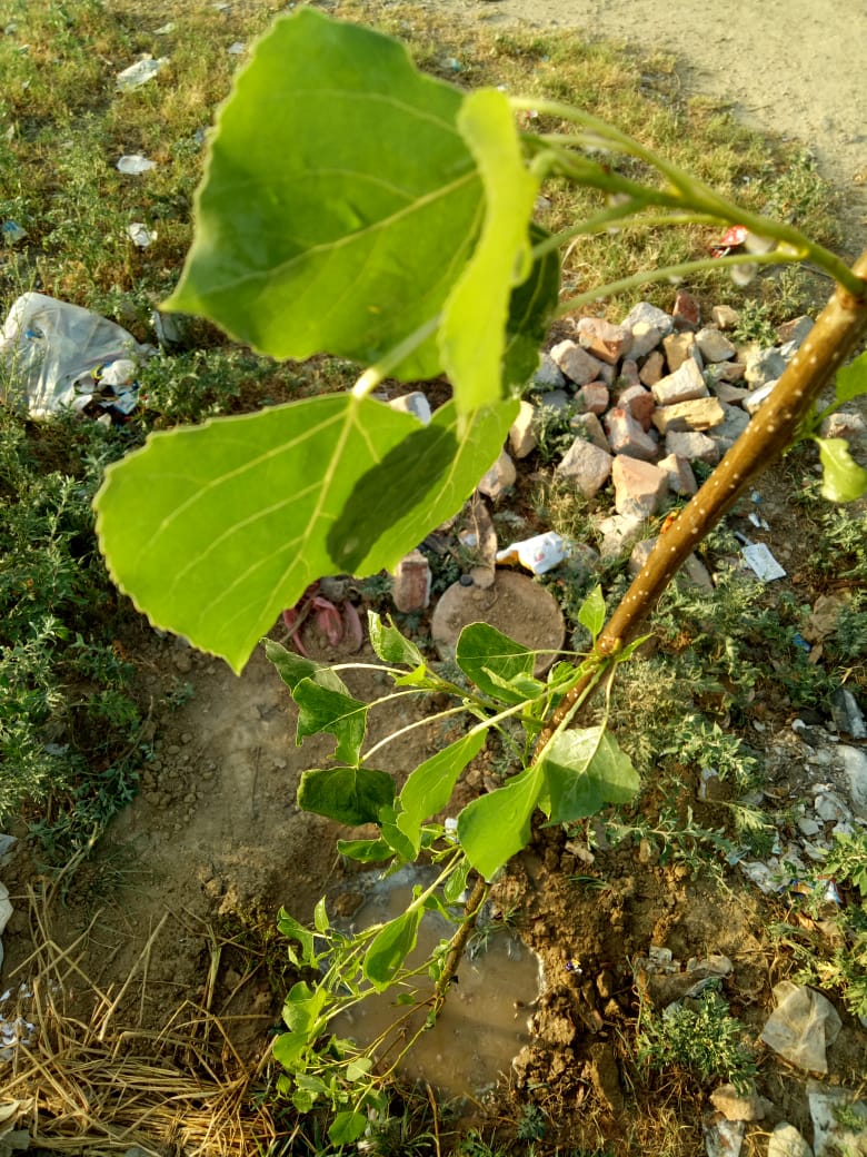 planterforce's tweet photo. Planted 2 Trees today
1x Darek
1x Poplar
Both these trees grow really fast and produce oxygen more. We are facing water shortages and this going to be severe in the near future. We have to act from now. If not now, then never we can.
#sustainablepakistan #planterforce https://t.co/T1qZKIygn5