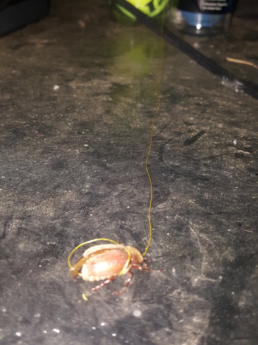 patricknaughto2's tweet photo. Subject 1 notes: Qua 1 the June Bug does not handle being tied to a string very well. Shall try with different insects before the bee. Subject updates to come. Stay posted. @peta #petbug sn: The string was not tied tight and no bugs have been harmed. https://t.co/OQHzxOvjZH