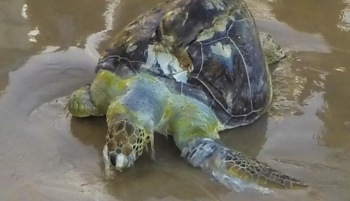 makea_c's tweet photo. ¡Una nueva víctima! Muere una gran tortuga verde marina por ingerir plástico en Tailandia

Más info en :  
https://t.co/qbbkt1rlTR https://t.co/XuoChw5Q5K