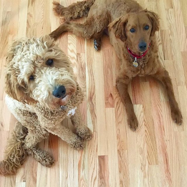 I recently read that to bond with your pets you should spend 8 seconds a day looking lovingly into their eyes. Seems like good advice for our human friends and for ourselves too. Don’t mind the slightly awkward feeling - that’ll go away after 8 seconds. … ift.tt/2l0u8fA