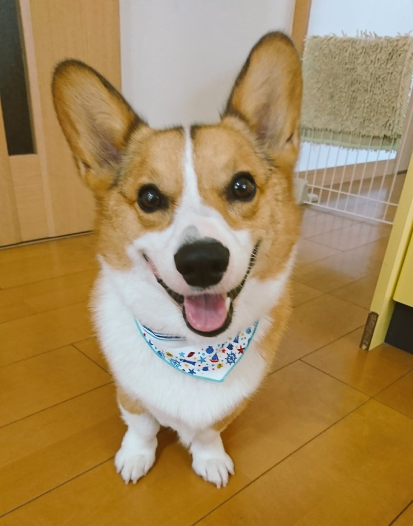 wcp_pan's tweet photo. トリミング終了～🎵
ほとんど抜け毛が無かったと褒めて頂けました☺️
フワフワになって気持ちいい😀
#コーギー
#抜け毛無かったからか、期待したよりスリムになってないな
#わかっていたけども
#このみっちり具合は毛じゃないわ
#オヤツを野菜に切り替えるか… https://t.co/6tKxQVp0BP