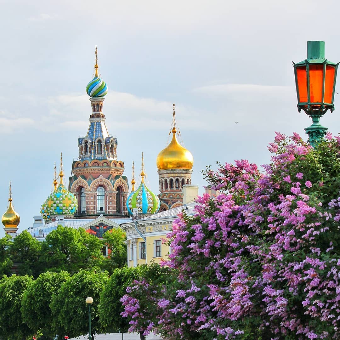 Сирень в Санкт-Петербурге
