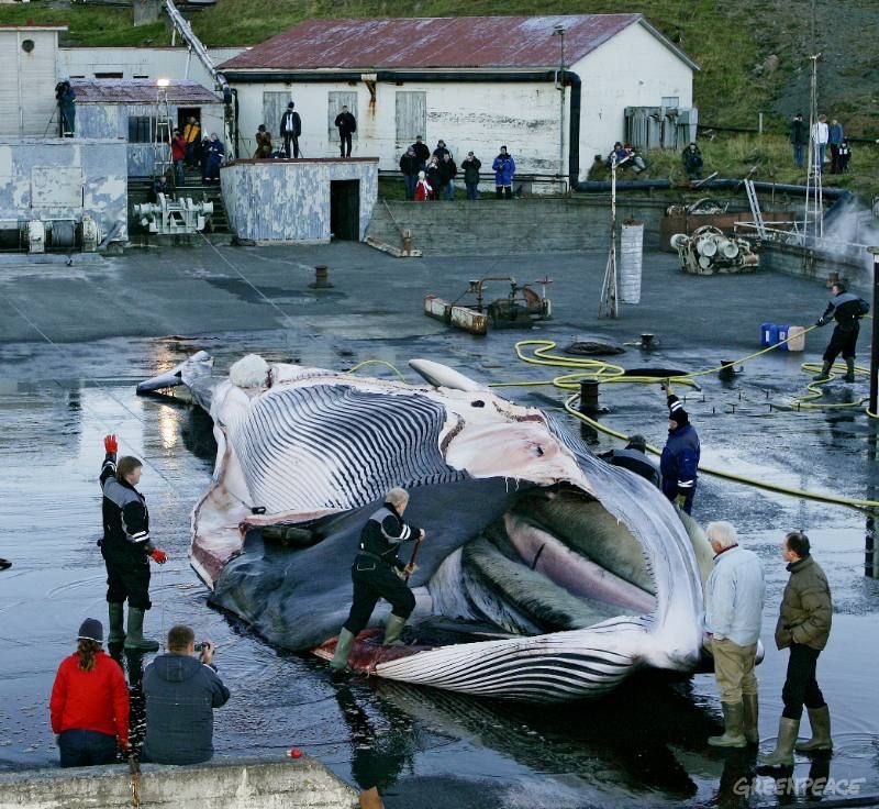 Because of its natural wonders, like whales, Iceland reached 2 million tourists this year, which generated billions in revenue. However it just allowed the slaughter of almost 200 endangered #finwhales for MORE profit. #BoycottIceland until they end this senseless slaughter