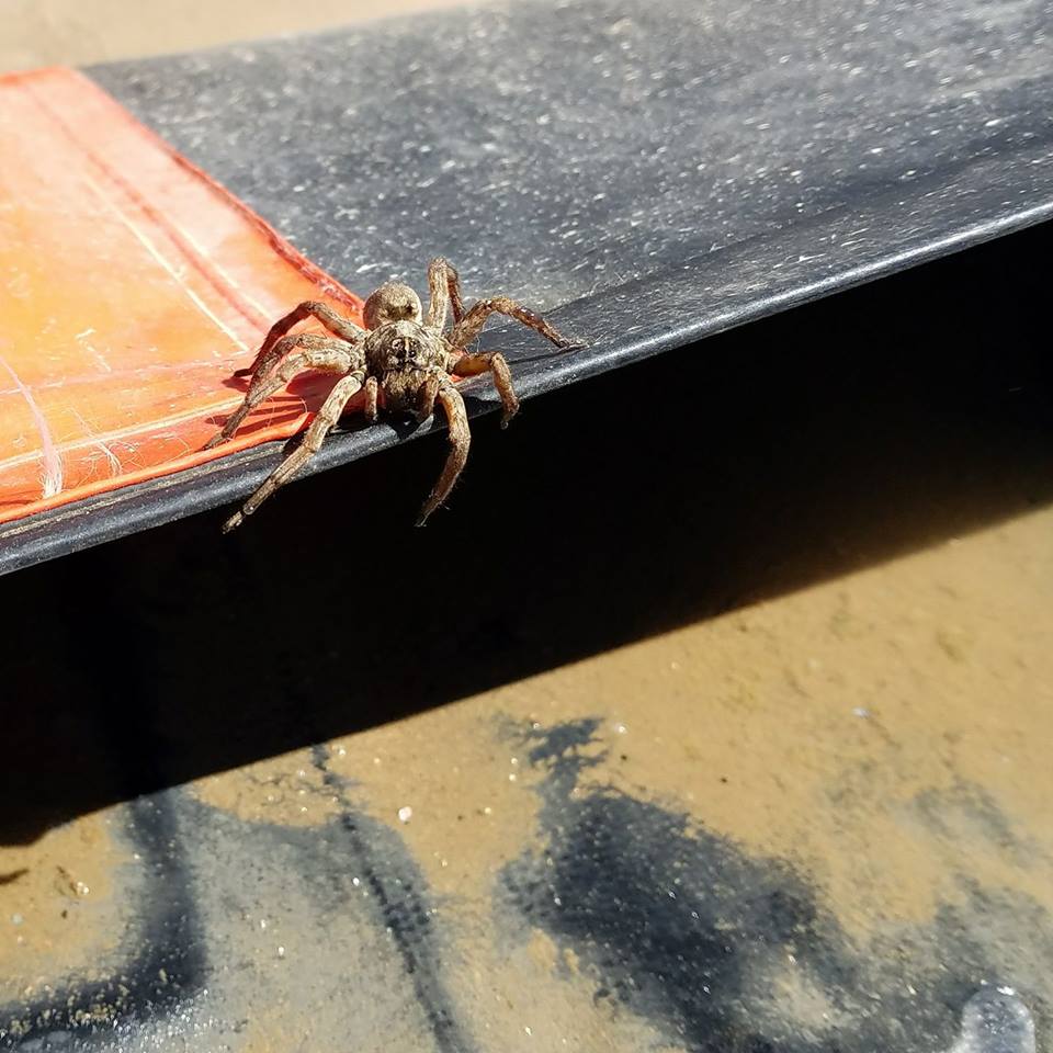 RyanFox4130's tweet photo. This guy jumps out when you're trying to put spill guards away. What do you do? https://t.co/ZgZ73j42ym