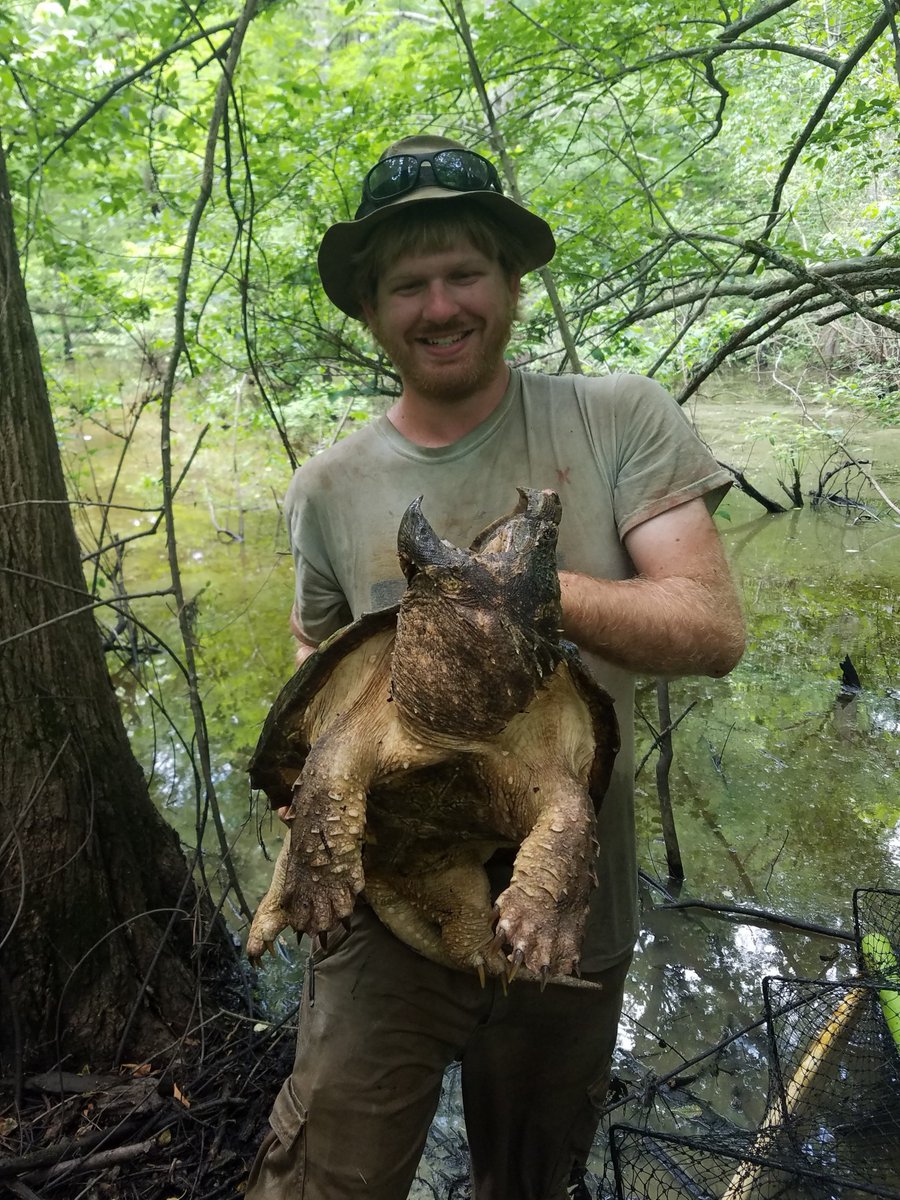 This alligator snapping turtle was not as please to see me as I was to see him. #Turtles #Reptiles #Research #FieldWork #Herpetology