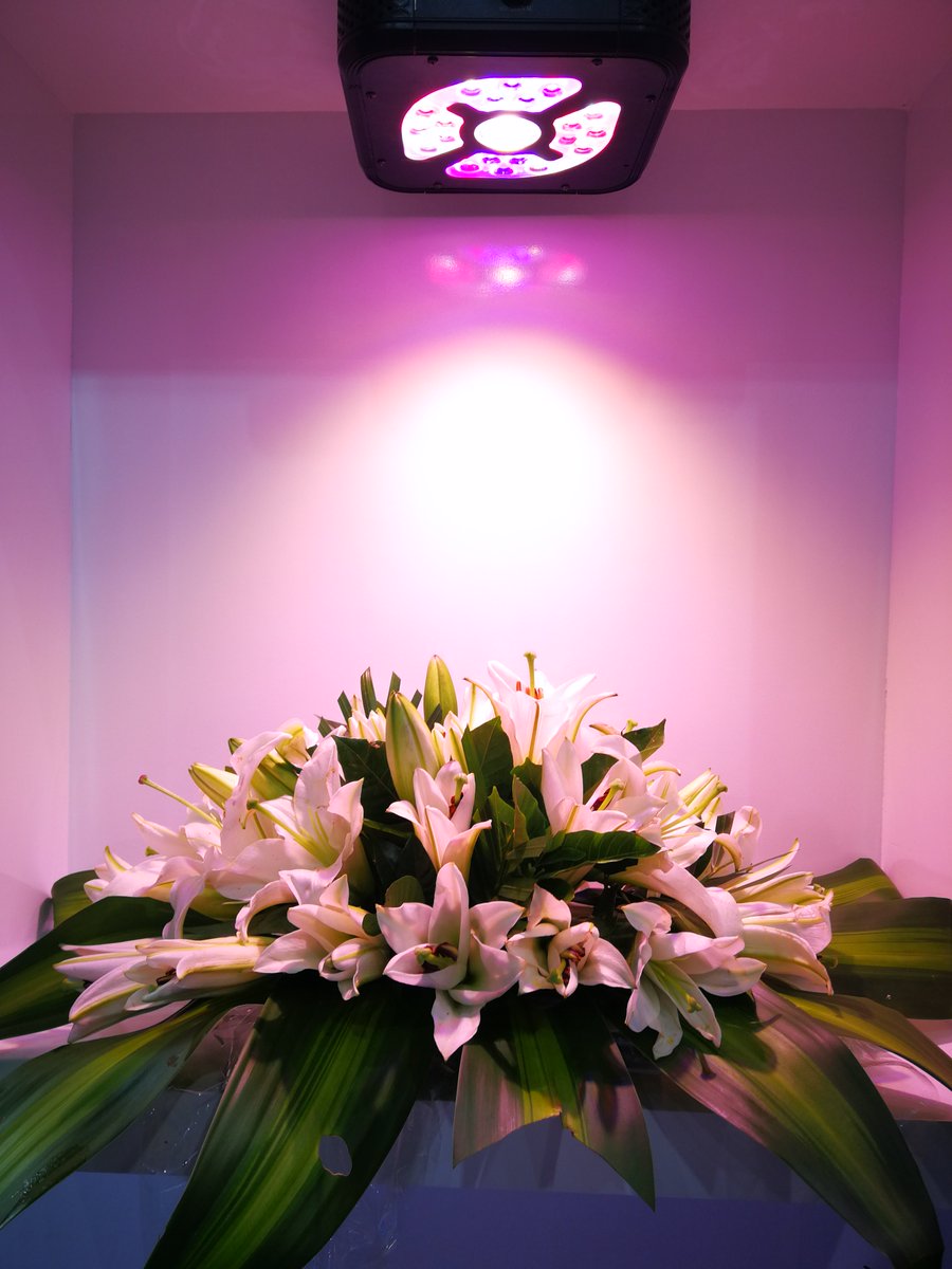 CTLiteTech's tweet photo. G3, G4 LED Grow Lights on 2018 Guangzhou International Lighting Exhibition！！😘😘😘💪💪💪💪💪💪 https://t.co/TTgEcWGsPD