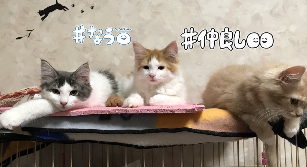 FunfuN38713999's tweet photo. くつろぎ中〜 
#ちょっぴり休憩
https://t.co/1XepKkeFoP https://t.co/obmzFmtlZ3