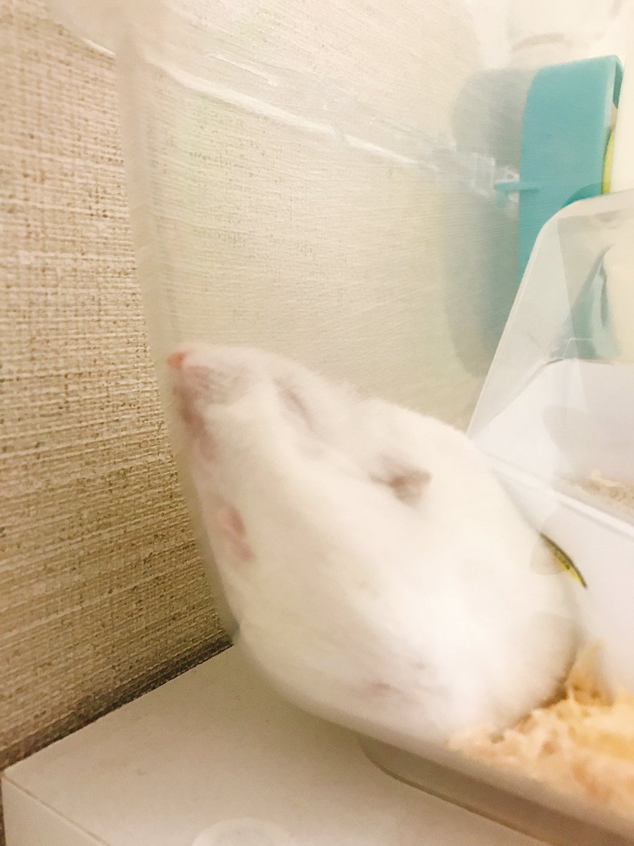 Salt_3011's tweet photo. ソルティーの寝方……、、 https://t.co/IvgrnPqux1
