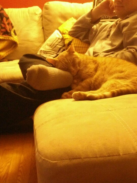 dragonhughdown's tweet photo. Hoomans make the best pillows https://t.co/0q2aYAlYPW