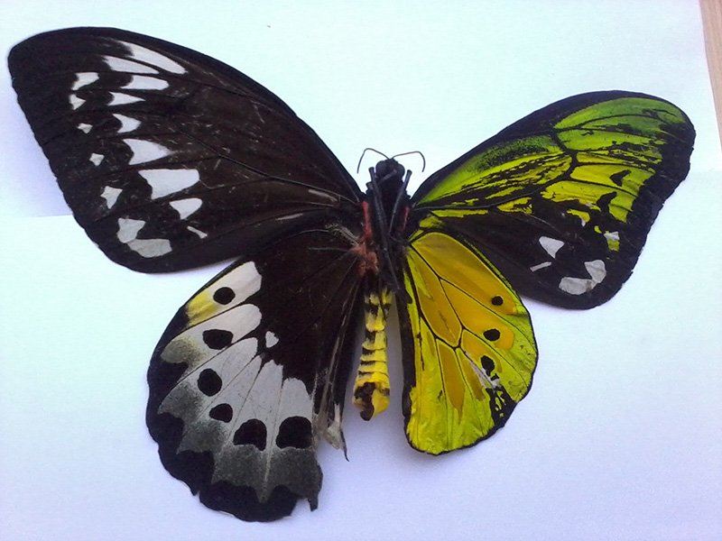 Marchxxd's tweet photo. Unfortunately I don't know the species, and I can't seem to find the original upload of the picture either. If you want to read and see more of these rare butterflies, head on over to https://t.co/DqMAOBk1JJ https://t.co/leSAb5LysO