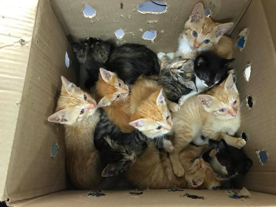 WCAnimalCenter's tweet photo. Kitten season is hitting us hard. We took in over 30 kittens today. If you have a spare room and 3-4 weeks to help some littles grow, please contact us. We'll provide the supplies and knowledge, you provide the TLC. https://t.co/5R0MzuIMBD https://t.co/Hvnnx7yEK0