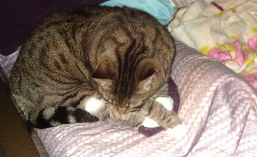 Raven 88 tweet media