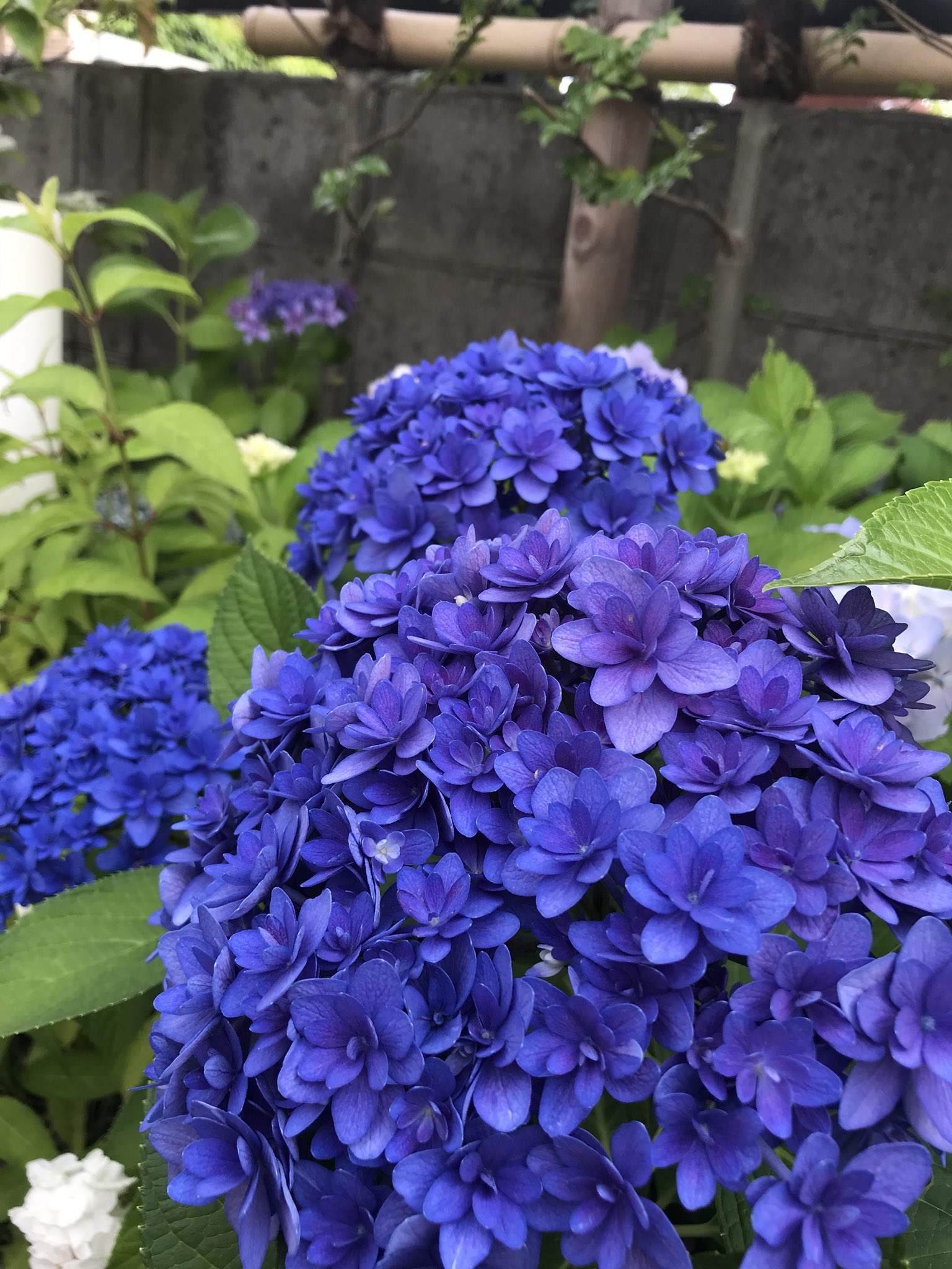 ハルタ 最強の紫陽花 ここ数日でいろんな種類の紫陽花を発見しまくったなかで胸きゅんしたのが真っ青な八重咲きの紫陽花 名前をまだ知らない 紫陽花 青色は青狼の締め込み T Co 8fpo50cta1 Twitter