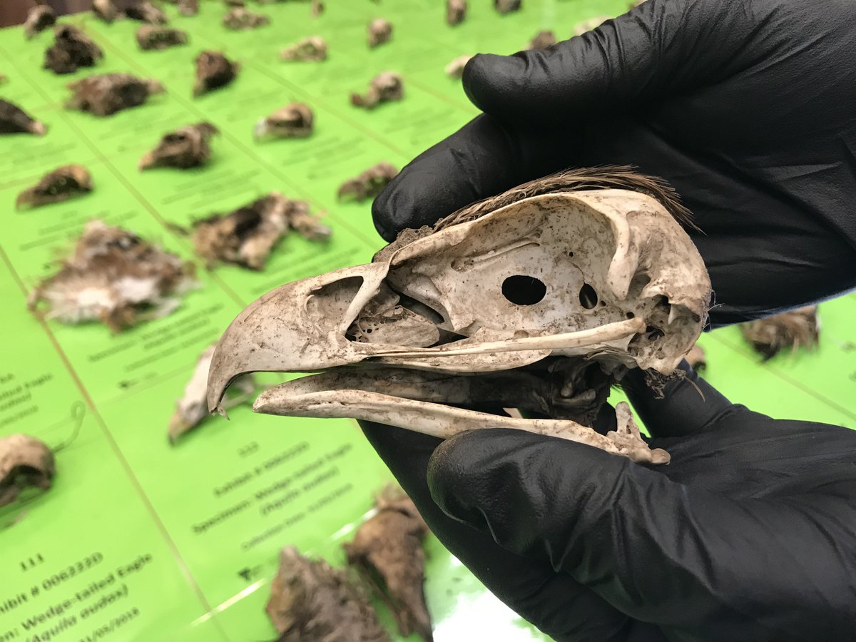 DEECA Victoria tweet media