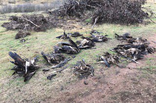 We can now confirm 136 Wedge-tailed Eagles found hidden throughout property in bushland & scrub. We believe numbers may be higher than what we seized. At this stage no charges have been laid, but we have someone helping us with our enquiry. Contact @CrimeStopperVic with any info
