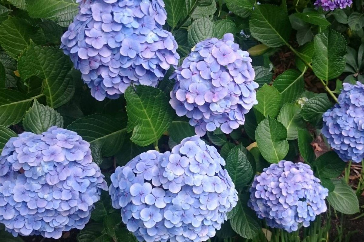 Jtbサン サン 梅雨 の時期だからこそ 神奈川 を満喫する旅へ 鎌倉 で 紫陽花 を愛でて 横浜 でステキな夜を 横浜の宿泊はこちらから T Co Mz1fjmeqkv 雨 だからこそ みられる景色 6月の風物詩 自分へのごほうび T Co