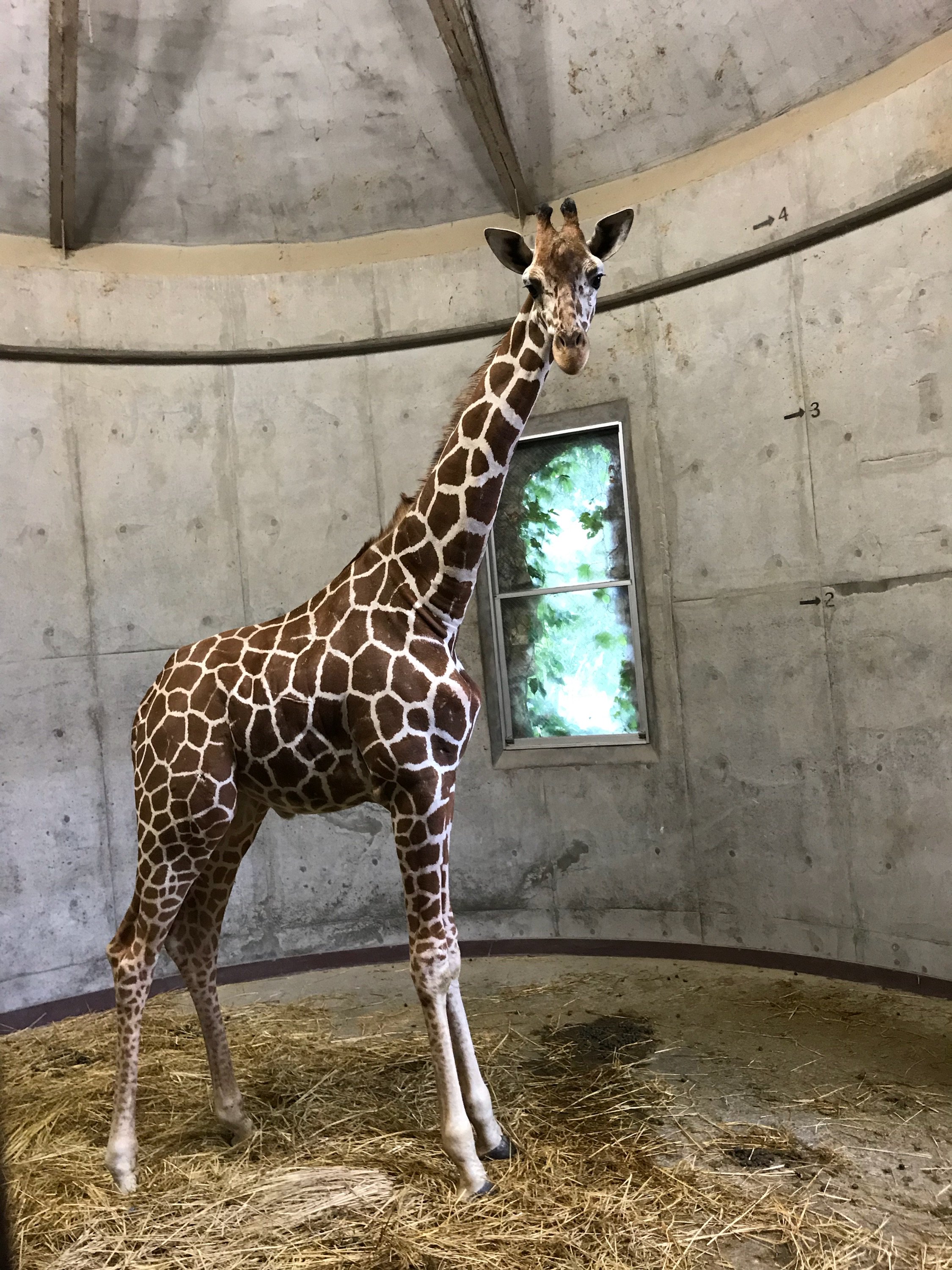 札幌市円山動物園（公式） on X: 