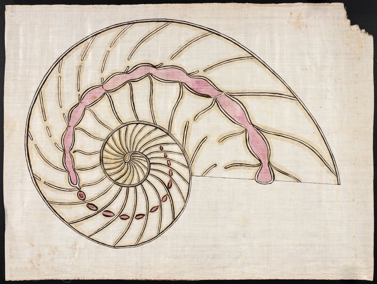 FolkArtMuseum's tweet photo. Opening June 12, Charting the Divine Plan: The Art of Orra White Hitchcock (1796–1863) traces the development of one America's first female scientific illustrators from schoolgirl projects to highly accomplished renderings used in her husband’s many publications and lectures. https://t.co/UwWRVTx9by
