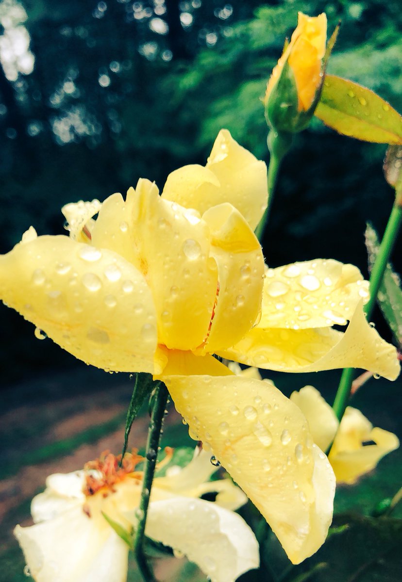 TTHworship's tweet photo. ✨I will be as the dew unto Israel: he shall grow as the lily, and cast forth his roots as Lebanon.✨ Hosea 14:5
LISTEN TO "RUNNING": https://t.co/hTwDqeVmWd #WednesdayMotivation #worship #Devotional #newChristianmusic #Songwriting #YouTube https://t.co/bUiuyE4tvE