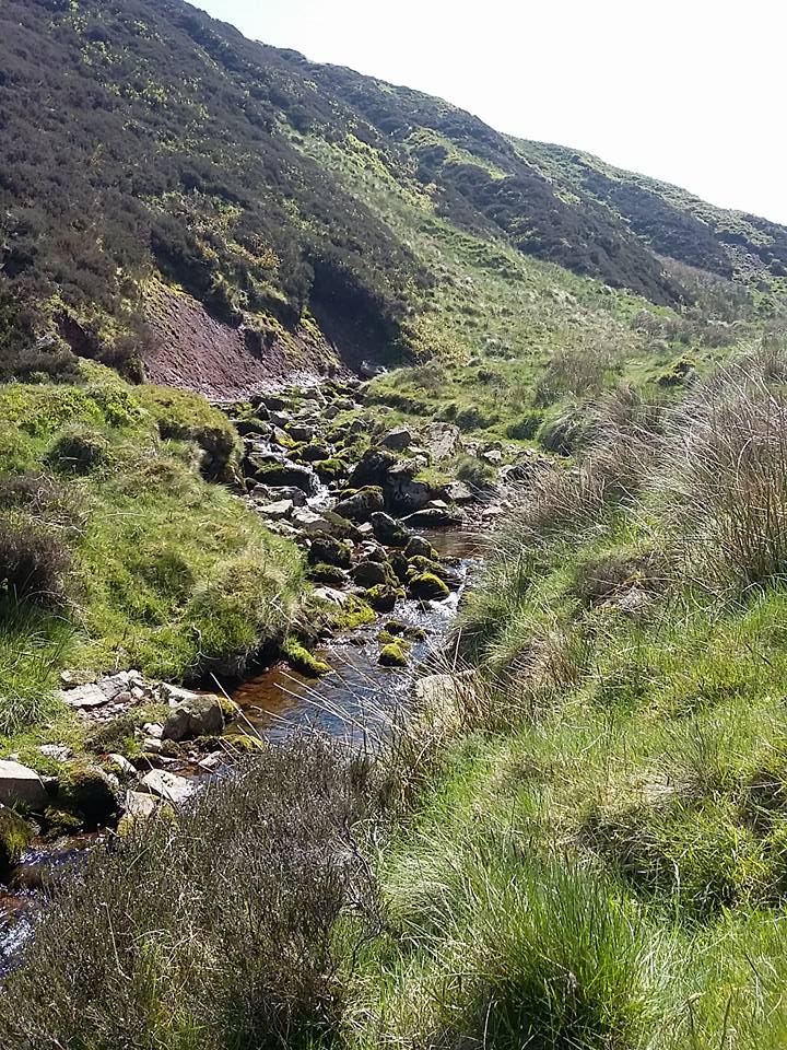 WildNland's tweet photo. The #Harthope Valley is a great place to see a wide variety of wildlife in a range of habitats and stunning landscapes - find our more here: https://t.co/uF6FUEpwN6 @NlandNP https://t.co/cnFdGFWX6S