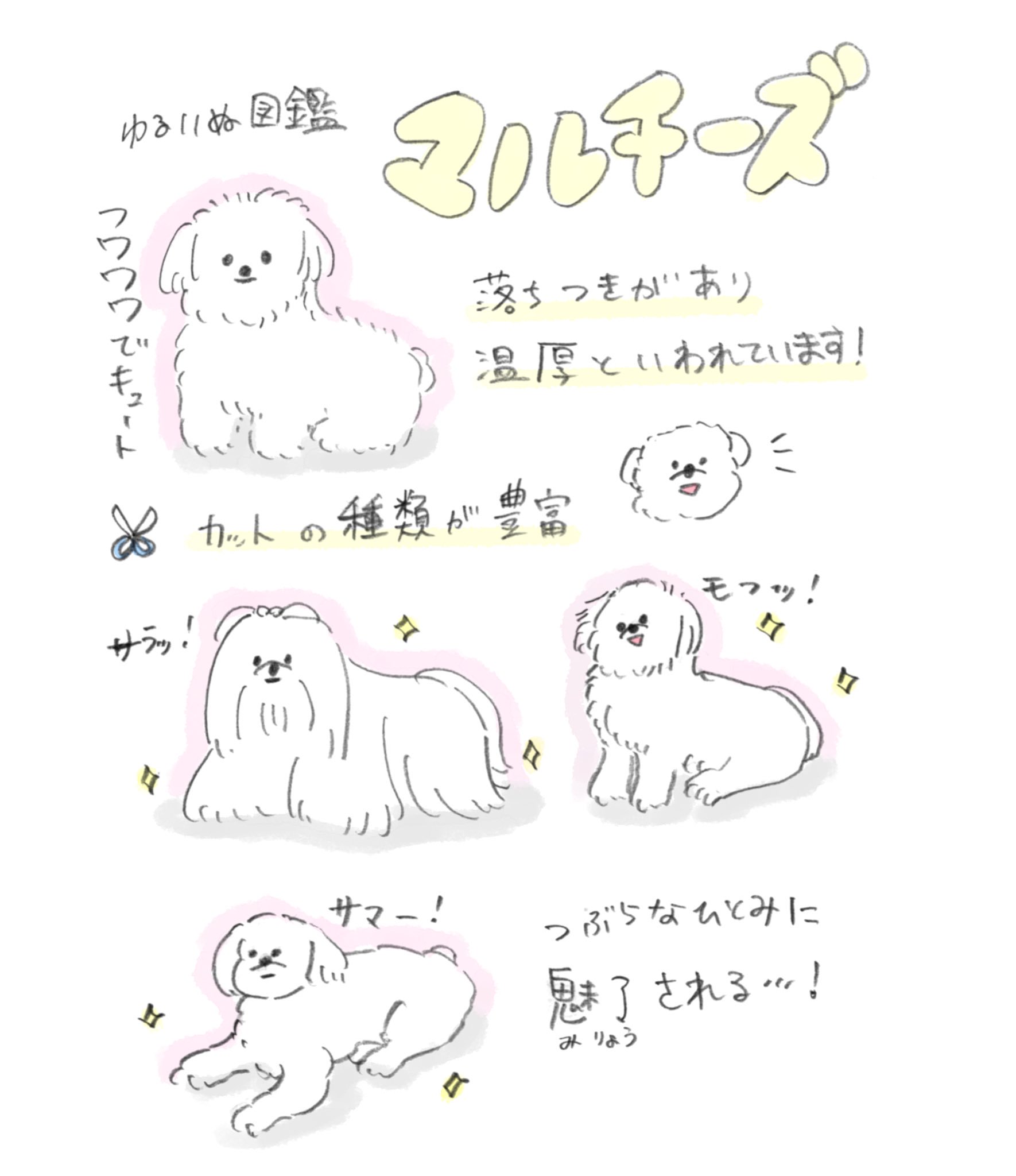 じゅん ゆるいぬ図鑑 マルチーズ まるでぬいぐるみ マルチーズは可愛いぞ T Co Ilpzko6nbs Twitter