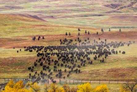 186cabeza's tweet photo. Take a look at those animals!!! #breathtaking. I’ve been told i’m the first European to see these magnificent creatures. #supercool https://t.co/MMUbmhQ0n2