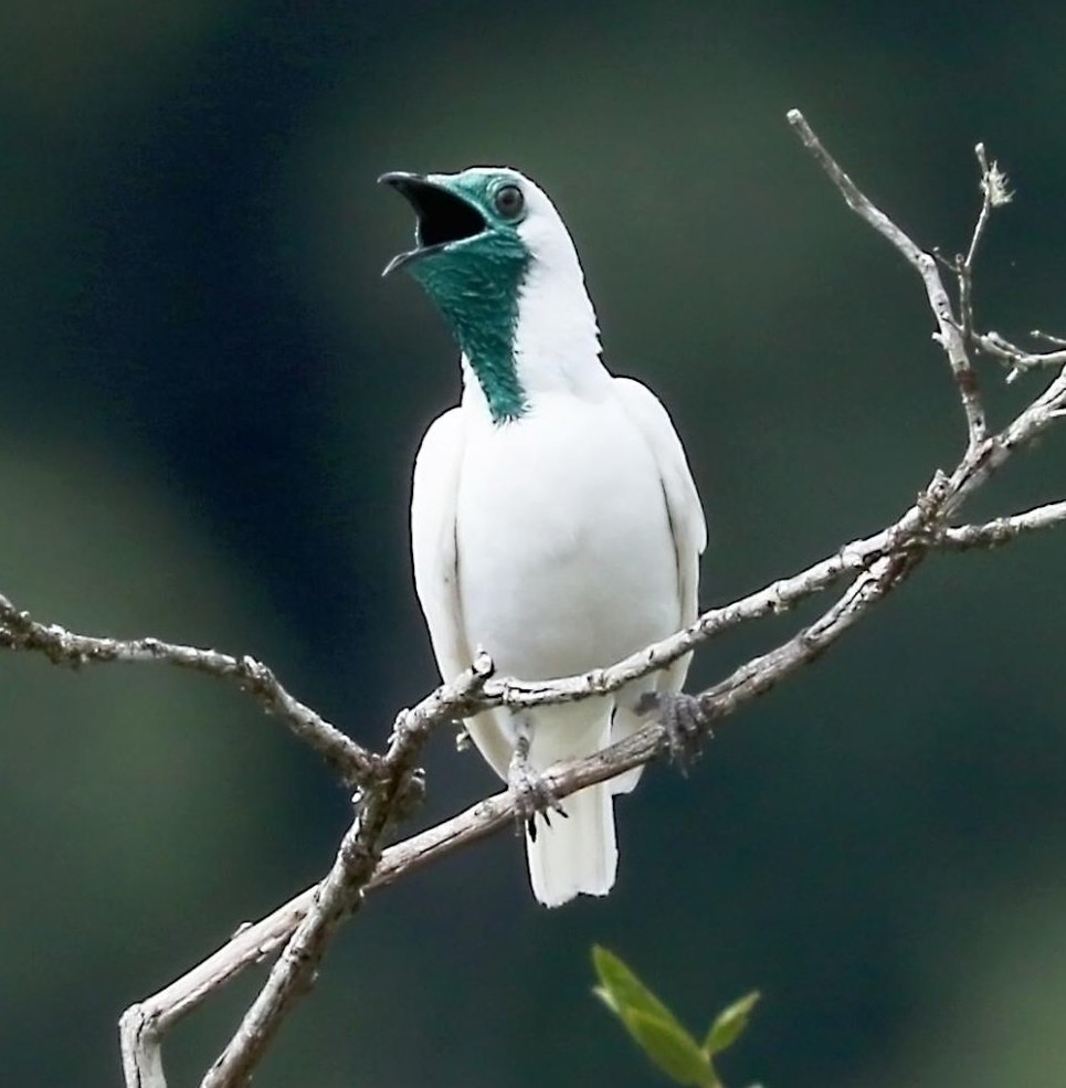 World birds on X: "Bare-throated Bellbird (Procnias nudicollis) #painting #art https://t.co/72hUFV9en3" / X