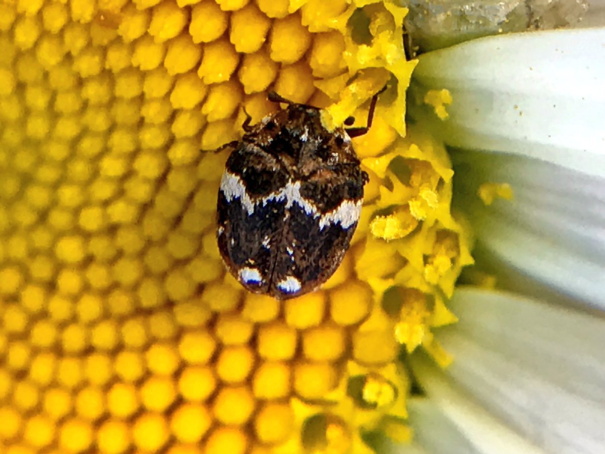 Tiny bugs on a daisy #pollination