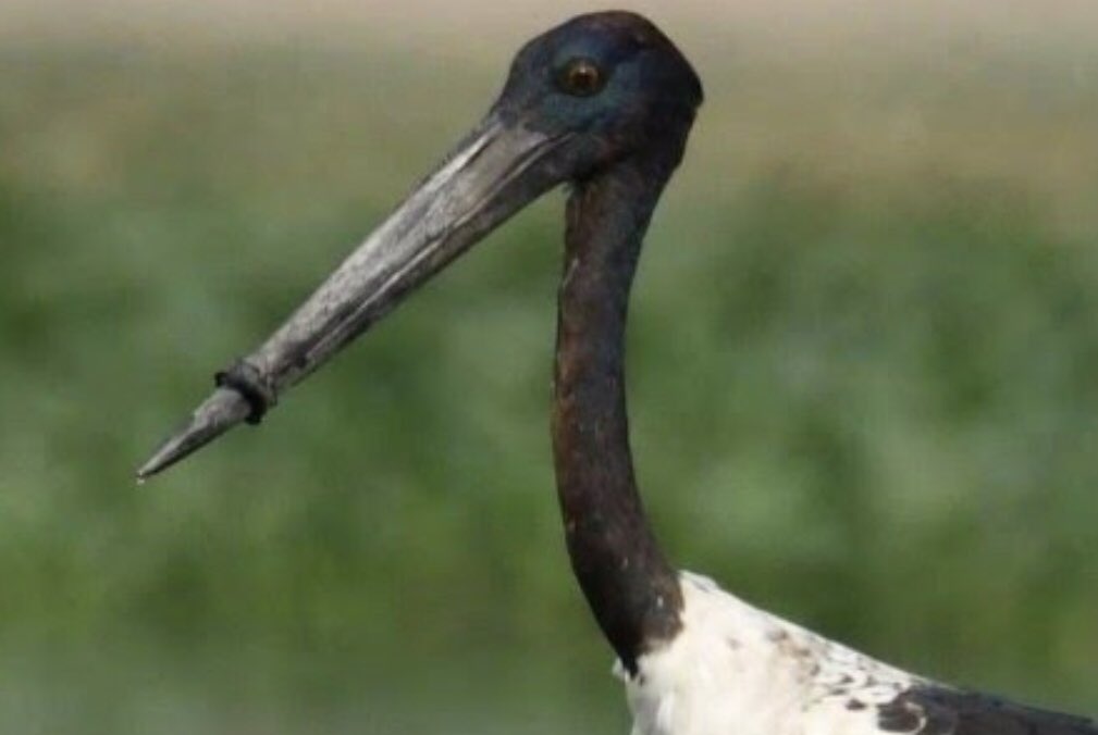 The race is on to save the life of this black neck stork whose beak is trapped shut in a plastic ring in India facebook.com/15121660824380…