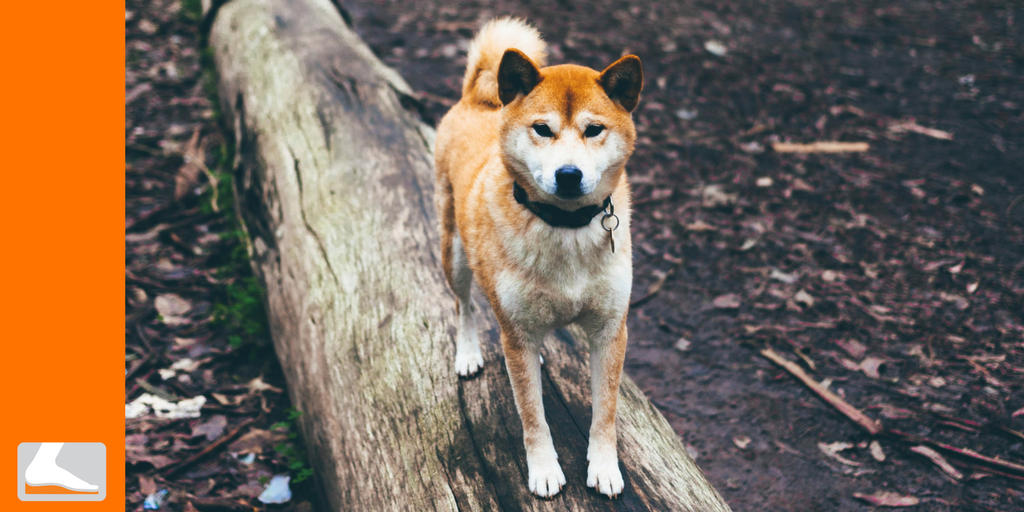 fastech_labs's tweet image. Don&apos;t let foot pain get you down. Get out there and explore your world with #Fastech in your shoes and your favorite four-legged friend at your side. #explore #adventure #nature #outdoors #walk #hike #run #furryfriends #doglife #rei #optoutside #patagonia #orthotics #insoles