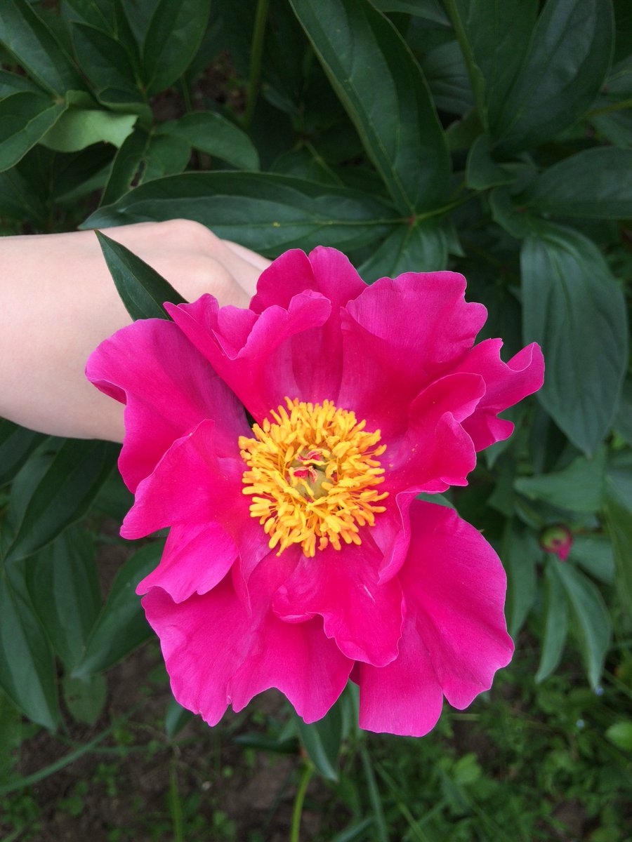 dactylio_flower's tweet image. У меня получилось вывести пион из семечка и в этом году он зацвёл. Я назвала его Джой
#пионы #садовод-любитель