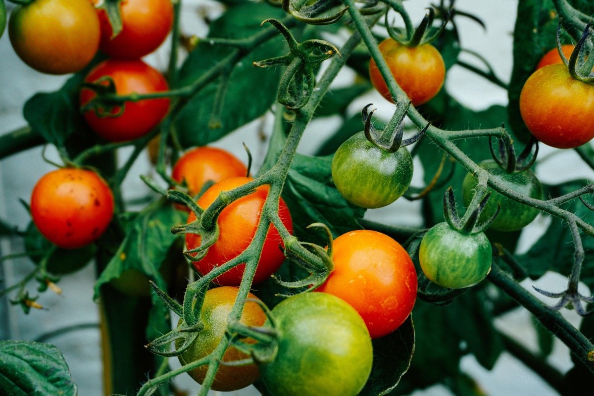 soydetemporada's tweet photo. Por fin llegó el mes de junio y con él todos estos alimentos veraniegos como el tomate, el pepino y los pimientos! 🍅🥒 Es hora de preparar #gazpacho 😋 https://t.co/T7ZF3EGX4j