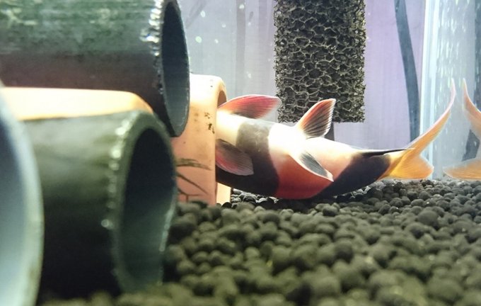 クラウンローチは寝る姿がやばい 混泳相性 餌 病気 繁殖などの飼育方法を全てまとめてみた アクアリウムを楽しもう