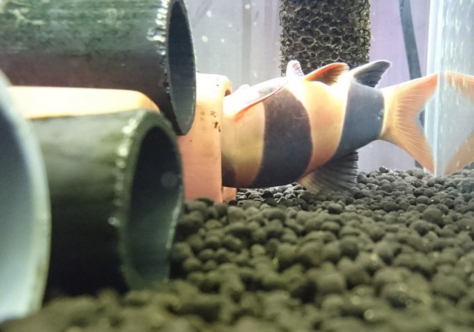 クラウンローチは寝る姿がやばい 混泳相性 餌 病気 繁殖などの飼育方法を全てまとめてみた アクアリウムを楽しもう