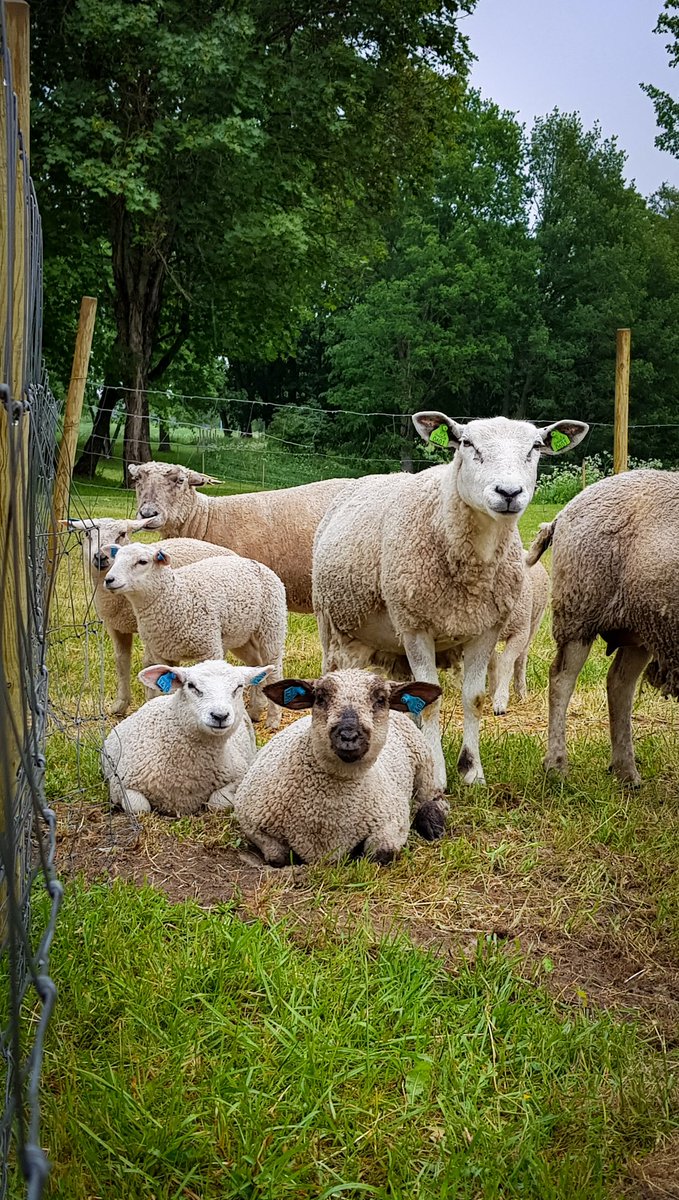 MaulaSanna's tweet photo. Lampaat ovat saapuneet Kotkaniemeen! 🤗🐑 #yarakotkaniemi #lampaat #laidunnus #kesäapulaiset https://t.co/ZAJwwvEJGS