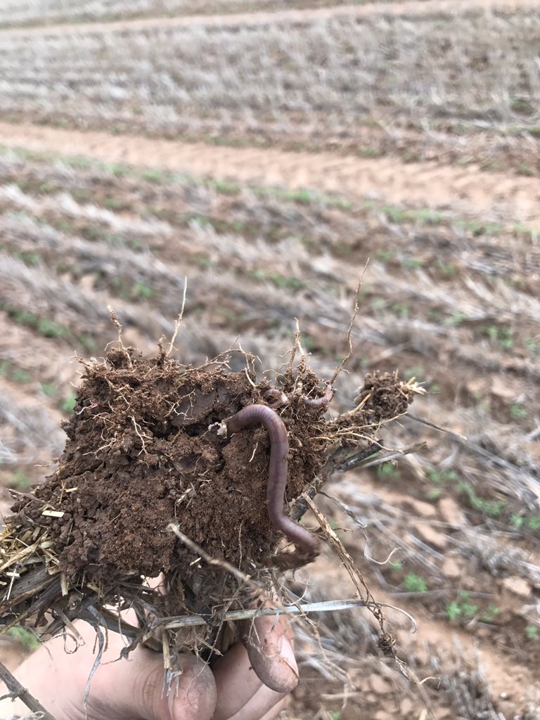 benpratt9's tweet photo. Lentils up and away, interow sown into barley stubble with @ProTrakker
worms working overtime under barley rows at the surface even in low residue areas at shown #interrow #CTF https://t.co/2nDUXVG7vr