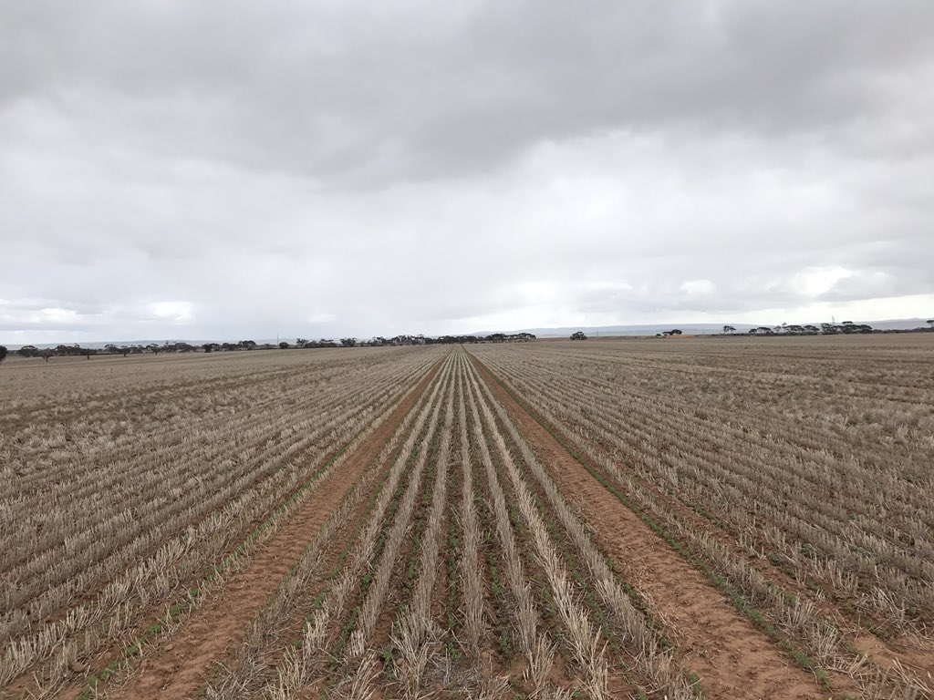 benpratt9's tweet photo. Lentils up and away, interow sown into barley stubble with @ProTrakker
worms working overtime under barley rows at the surface even in low residue areas at shown #interrow #CTF https://t.co/2nDUXVG7vr
