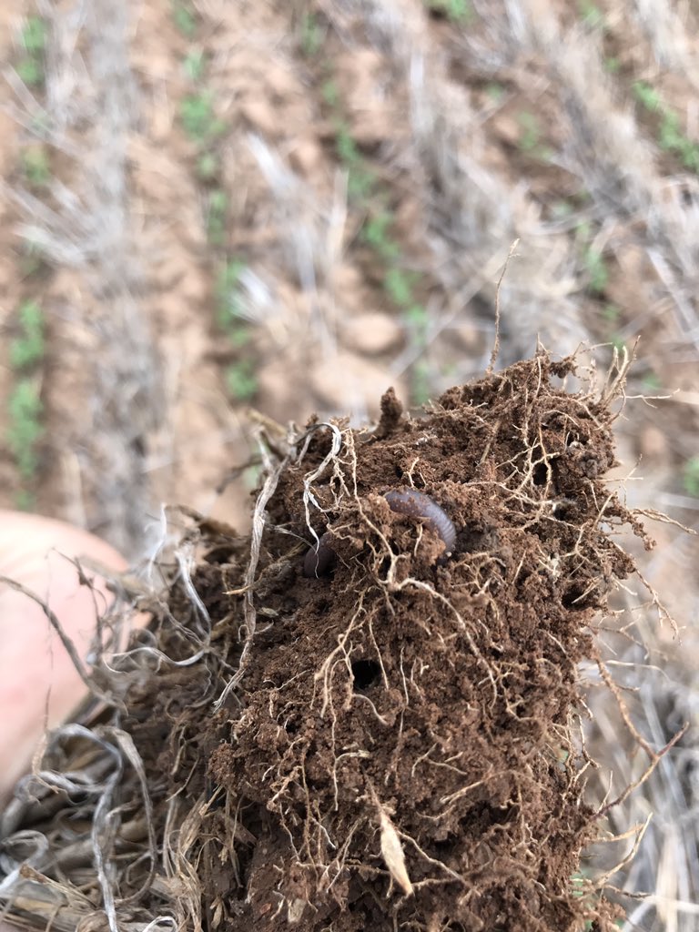 benpratt9's tweet photo. Lentils up and away, interow sown into barley stubble with @ProTrakker
worms working overtime under barley rows at the surface even in low residue areas at shown #interrow #CTF https://t.co/2nDUXVG7vr