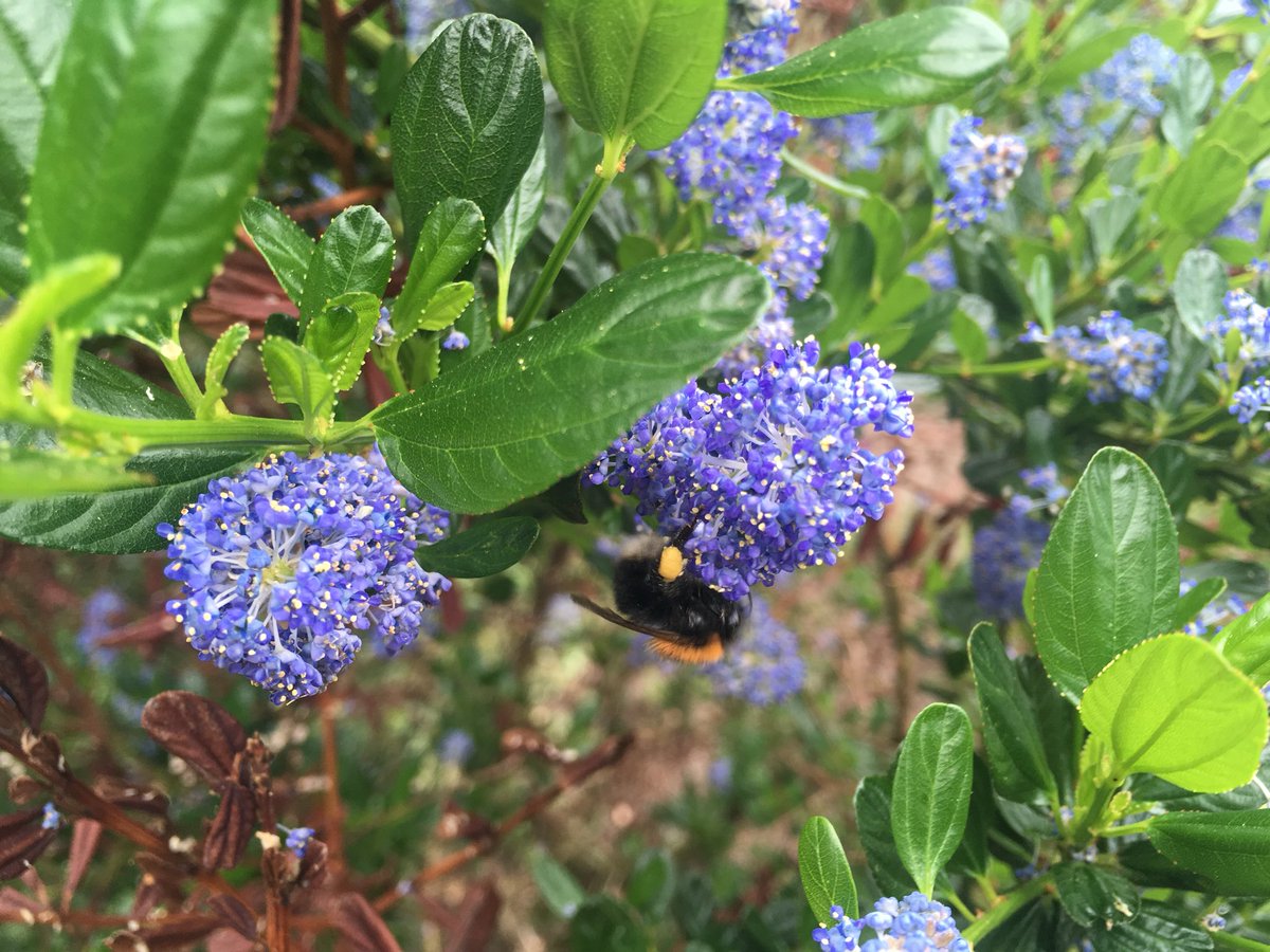 Zo’n goede actie van @Natuurmonument  #allebeestjeshelpen #tuinvol #insecten