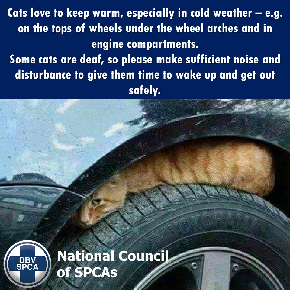 NSPCA_SA's tweet photo. A friendly reminder to check for cats seeking warmth before starting your vehicle's engine in the mornings 🐱 https://t.co/xl67KoPOcG