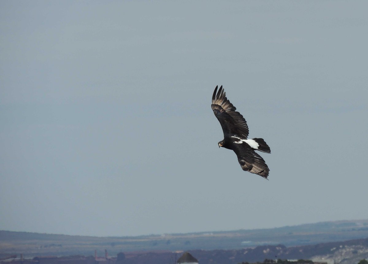 Megan Murgatroyd (@meg_murg) on Twitter photo That's my PhD packed away nicely. Check out "Where eagles soar" in #ecology and #evolution to get an insight into uplift and soaring modes in eagles. It's #openaccess <a href="/arjundevamar/">Arjun Amar</a> <a href="/theoni_p/">Theoni Photopoulou</a> onlinelibrary.wiley.com/doi/abs/10.100…
@BiolSciNews <a href="/Fitztitute/">FitzPatrick Ins</a> @AnimalDUnit #ornithology #raptor #gps That's my PhD packed away nicely. Check out "Where eagles soar" in #ecology and #evolution to get an insight into uplift and soaring modes in eagles. It's #openaccess <a href="/arjundevamar/">Arjun Amar</a> <a href="/theoni_p/">Theoni Photopoulou</a> onlinelibrary.wiley.com/doi/abs/10.100…
@BiolSciNews <a href="/Fitztitute/">FitzPatrick Ins</a> @AnimalDUnit #ornithology #raptor #gps