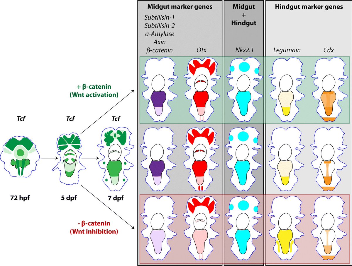 KozmikLab's tweet photo. The first paper of KozmikLab on #Platynereis just published in #EvoDevo. #Wnts and #gut differentiation. See it at https://t.co/637TBsPuGY. https://t.co/zHZRip7yrf
